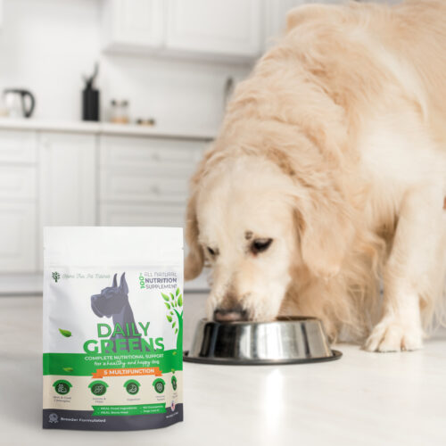 cute golden retriever eating dog food from metal bowl in kitchen